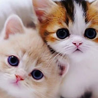 Viết: Viết đoạn văn cho bài văn miêu tả con vật - Tiếng Việt 4 Chân trời sáng tạo