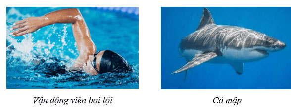 Các vật chuyển động trong nước chịu tác dụng của lực cản của nước