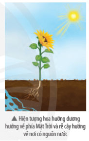 Giải Khoa học tự nhiên Lớp 7 Bài 32