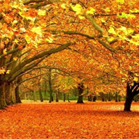 Phân tích sự độc đáo về nội dung và hình thức của bài thơ Đây mùa thu tới