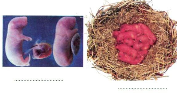 Sự sinh sản của thú