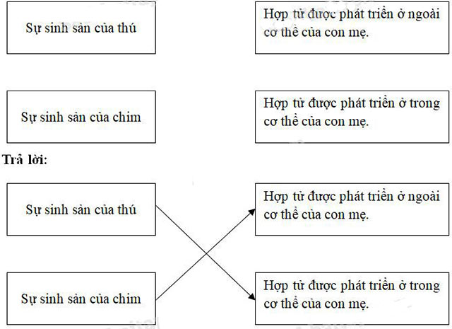 Sự sinh sản của thú