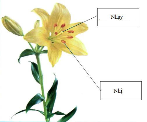 Ôn tập: Thực vật và động vật