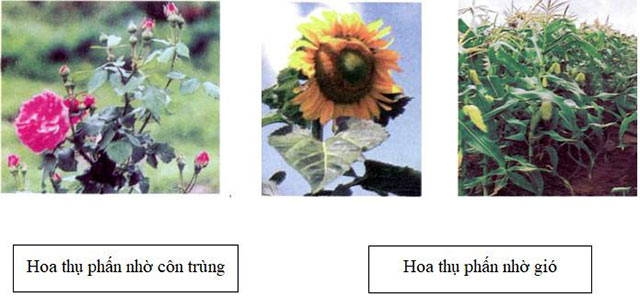 Ôn tập: Thực vật và động vật