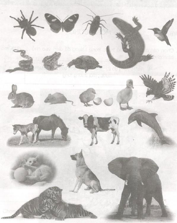 Ôn tập: Thực vật và động vật