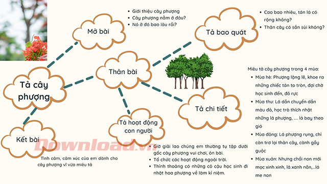 Tả cây phượng
