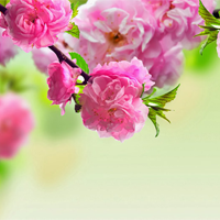 Văn mẫu lớp 10: Cảm nhận bài thơ Xuân về (Dàn ý + 2 Mẫu)