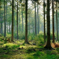 Văn mẫu lớp 10: Kết bài Đất rừng phương Nam