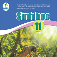 Đề cương ôn tập học kì 2 môn Sinh học 11 sách Cánh diều