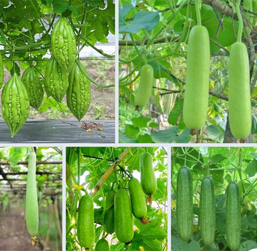 Vận dụng hiện tượng cảm ứng ở sinh vật vào thực tiễn