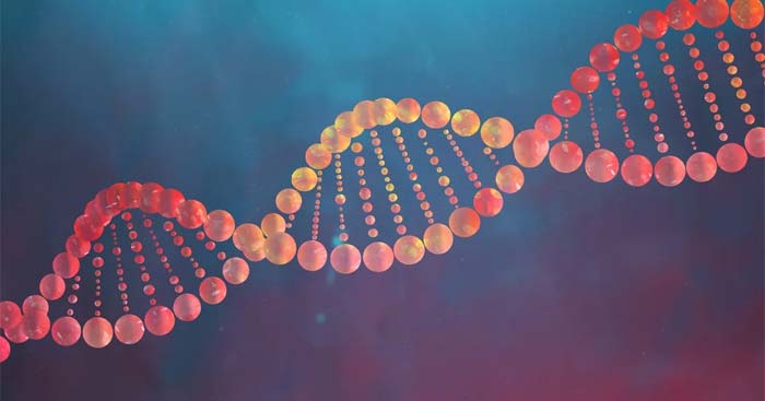 DNA và cơ chế tái bản DNA - Giải Sinh 12 Kết nối tri thức