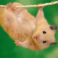 Tiếng Anh 9 Unit 4: Language Focus 2