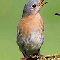 Tiếng Anh 9 Unit 4: Vocabulary and Listening