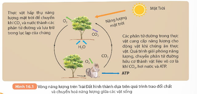 Vòng năng lượng trên Trái Đất, năng lượng hóa thạch