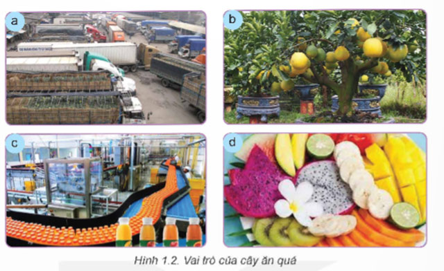 Giới thiệu chung về cây ăn quả