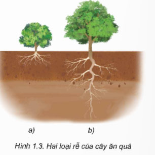Giới thiệu chung về cây ăn quả