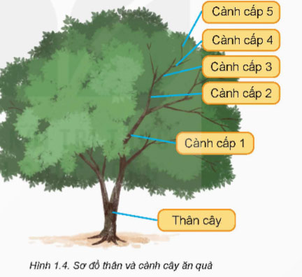 Giới thiệu chung về cây ăn quả