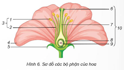 Sinh sản của thực vật có hoa