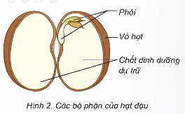 Sự phát triển của cây con