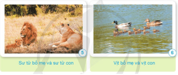 Sự sinh sản ở động vật đẻ trứng và động vật đẻ con