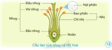 Sự sinh sản của thực vật có hoa