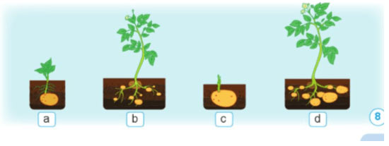 Sự lớn lên và phát triển của thực vật có hoa
