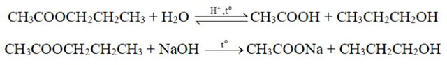 Ester - Lipid