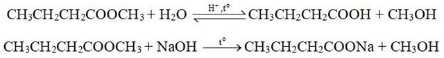 Ester - Lipid