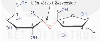 Saccharose và maltose