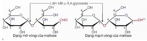 Saccharose và maltose