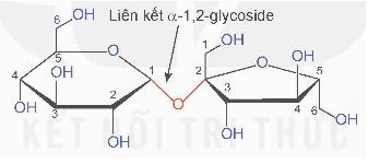 Saccharose và maltose