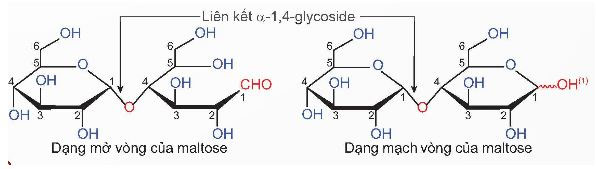 Saccharose và maltose
