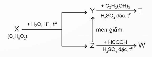 Ester - Lipid