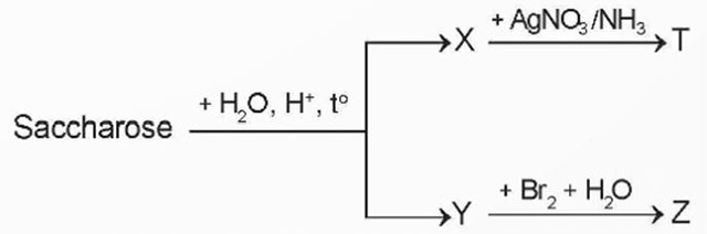 Saccharose và maltose