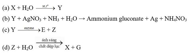 Tinh bột và cellulose