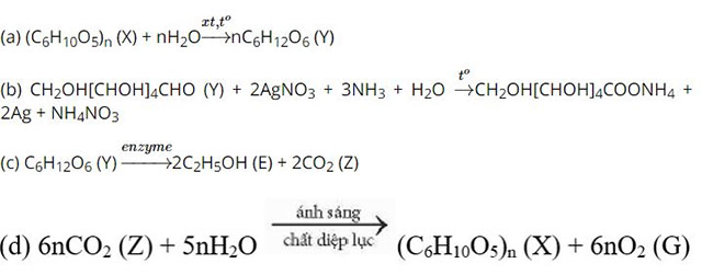 Tinh bột và cellulose
