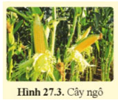 Tinh bột và cellulose