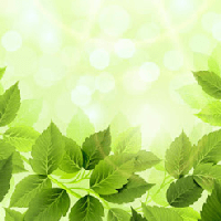 Văn mẫu lớp 12: Cảm nhận bài thơ Lá Diêu Bông của Hoàng Cầm (2 mẫu) 