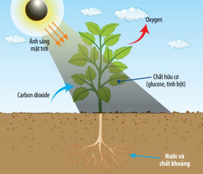Hình 23.1: Sơ đồ mô tả quá trình quang hợp ở thực vật.