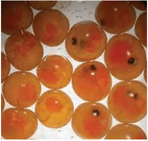 Tế bào biểu bì vảy hành