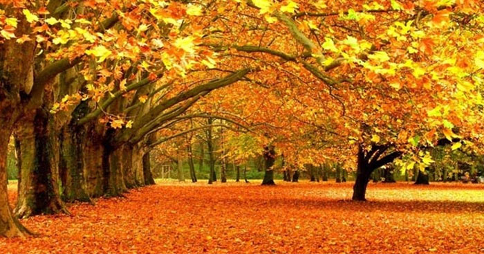 Bài thơ Đây mùa thu tới