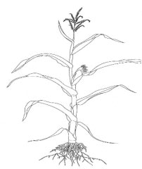 Khoa học tự nhiên 6