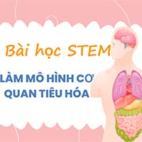 PowerPoint STEM Làm mô hình cơ quan tiêu hóa