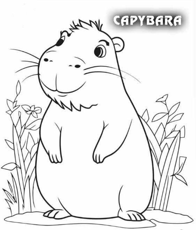 Bộ tranh tô màu Capybara