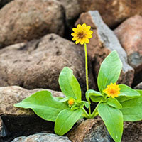 Phân tích tác phẩm Đá trổ bông của Nguyễn Ngọc Tư