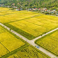 Phân tích bài thơ Cánh đồng của Ngân Hoa