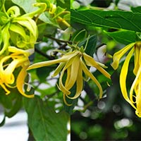 Phân tích tác phẩm Hương hoa hoàng lan