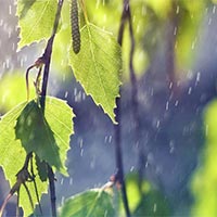 Đọc: Mưa Sài Gòn - Tiếng Việt 5 Cánh diều