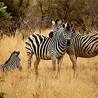 Tiếng Anh 12 Unit 8: Speaking