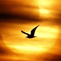 Phân tích cấu tứ và hình ảnh trong bài thơ Chiều tối (Mộ) của Hồ Chí Minh